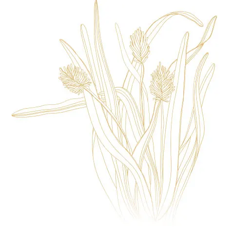 Ilcsi C-vitaminos rizs habpakolás