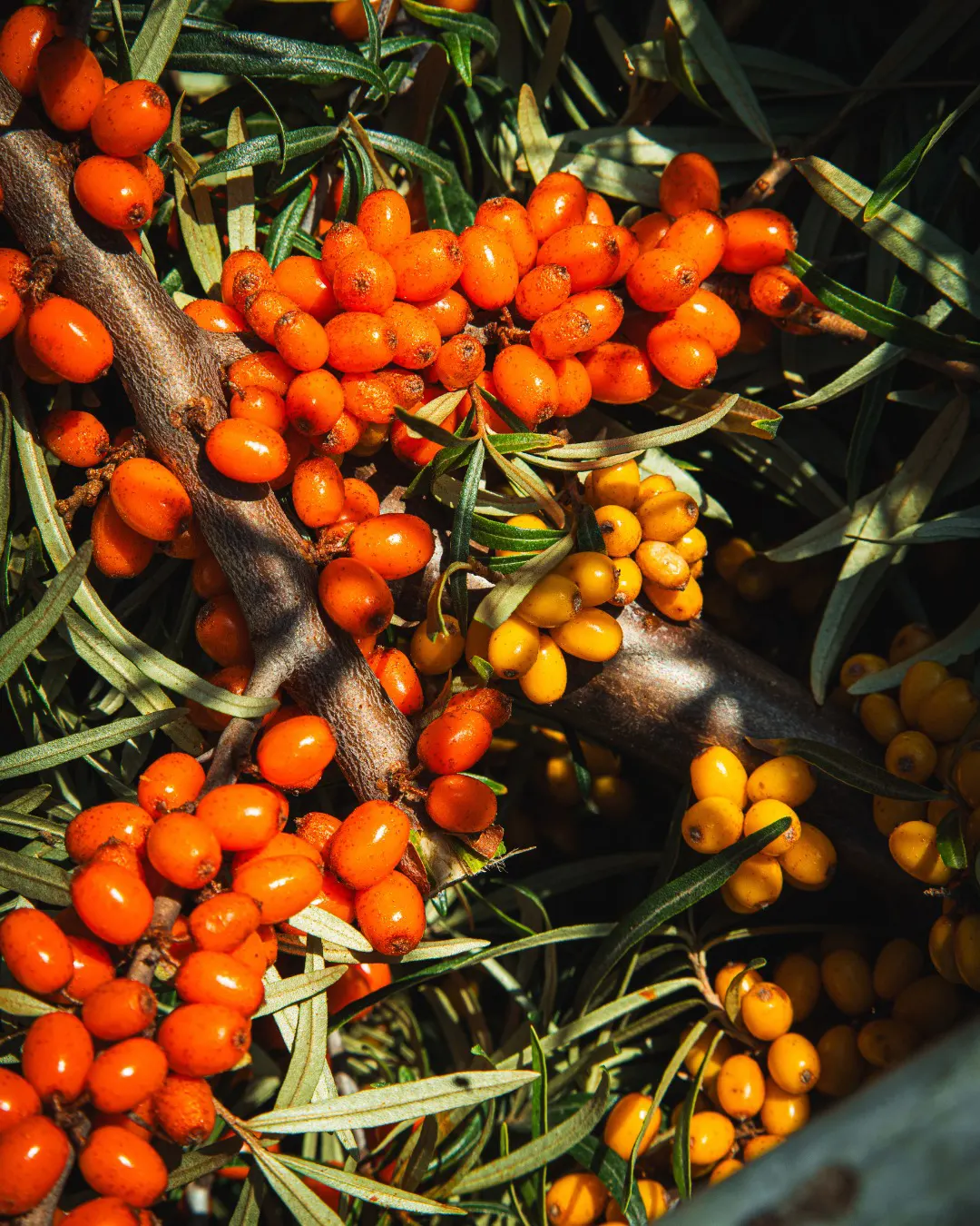 Ilcsi ROZI & Ectoin szérum - Image 3